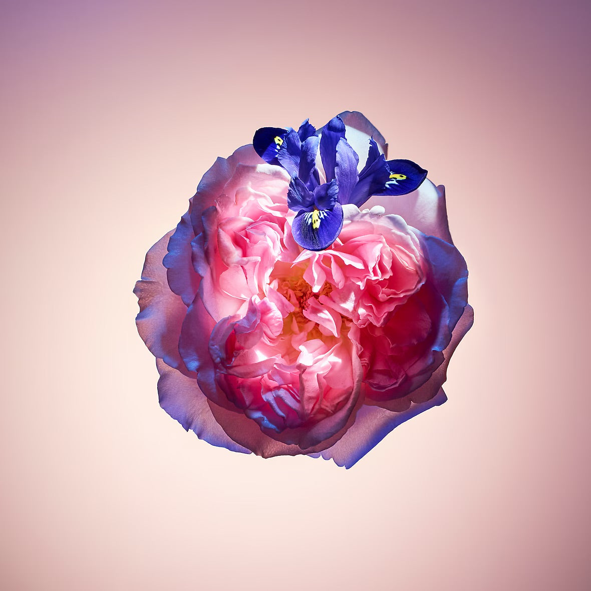 Louis Vuitton Rose Des Vents Eau de Parfum